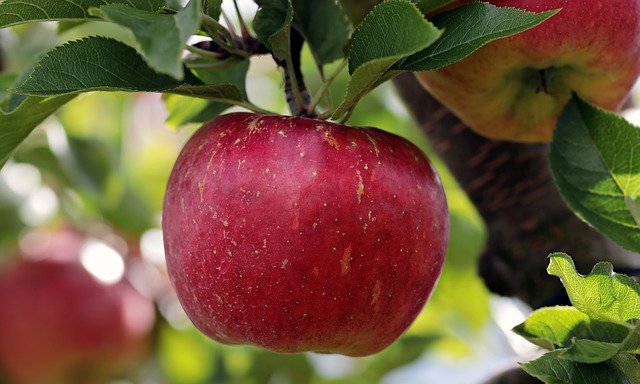 美肌効果のあるフルーツ りんご